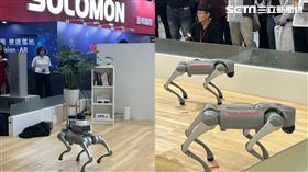 所羅門自動化展中展出「機器狗」魯夫（左）、娜美（右）。（圖／記者王翊綺攝影）