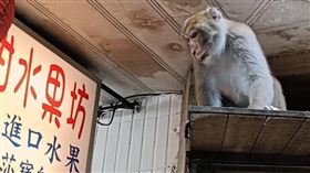 內湖湖光市場獼猴搶奪攤販水果。（圖／翻攝自李彥秀臉書）