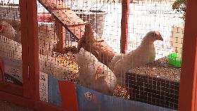 L控騎樓養雞1801