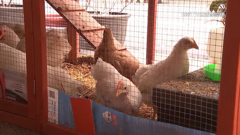 獨／控鄰騎樓養逾10隻雞　環境髒亂飄臭味