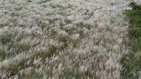 白茫茫一片美翻！埔里甜根子草開花現「8月雪」