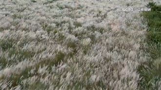 埔里限定「8月雪」　夢幻白茫花海登場