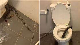 泰國,廁所,男子,蛋蛋,蛇,咬傷（圖／翻攝X）