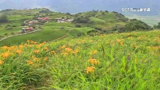 山頭鋪滿金黃地毯　花蓮金針花季開跑