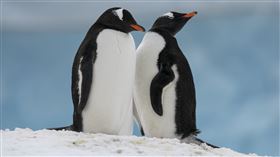 企鵝。（示意圖／美聯社／達志影像）