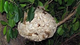 虎頭蜂,蜂螫,登山,中秋(花蓮縣消防局 提供)