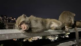 獼猴,餵食,檢舉獎金,高雄市觀光局