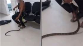 ▲遭蛇咬傷認不出品種 男直接抓牠到醫院（圖／翻攝自社群網站X）