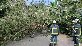 文山區大樹倒塌。（圖／翻攝畫面）