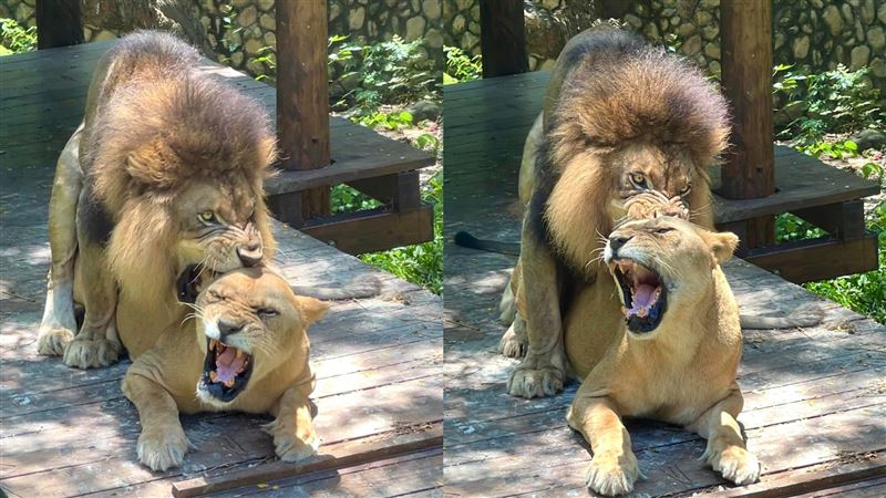 壽山動物園驚見活春宮　母獅發情1天40次