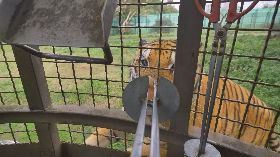 六福村籠車餵食猛獸體驗活動