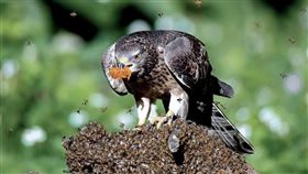 東方蜂鷹是虎頭蜂的天敵。（圖／翻攝群運環保官網）