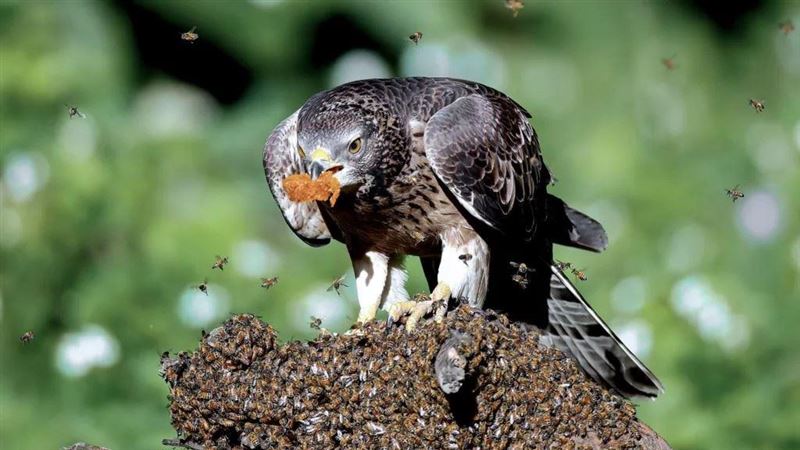 虎頭蜂天敵曝光！「牠」不怕毒針吞蜂窩