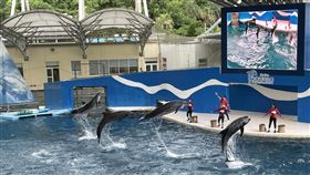 花蓮遠雄海洋公園海豚表演花蓮遠雄海洋公園2023年海豚表演，包含有園區的瓶鼻海豚及花紋海豚。（蔡偉立提供）中央社記者楊淑閔傳真  113年8月25日