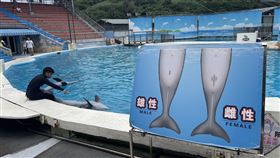 野柳海洋世界海豚秀轉型動態展示（2）在限制保育類野生動物不當展演的動保趨勢下，野柳海洋世界海豚秀轉型教育性質的動態展示。（野柳海洋世界提供）中央社記者王鴻國傳真  113年8月25日