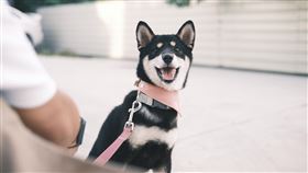 「這裡有毛孩！」浪浪互動攝影展紀錄「糖糖」等26隻浪浪的生命歷程。圖/誠品提供