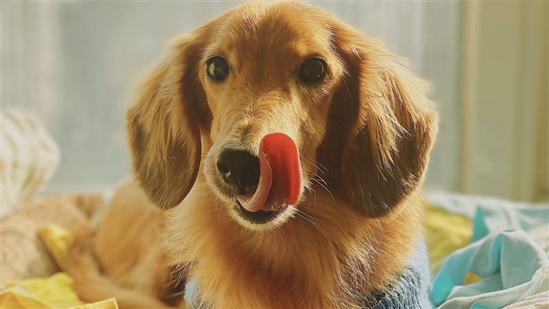 毛孩數量激增　「腎臟病」成首要關注焦點