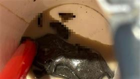 鶴茶樓,蟑螂(翻攝自 爆料公社二社)