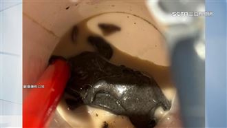 杯底驚見蟑螂屍體群　鶴茶樓：過程待釐清