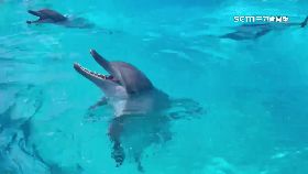 海洋沒豚秀1200