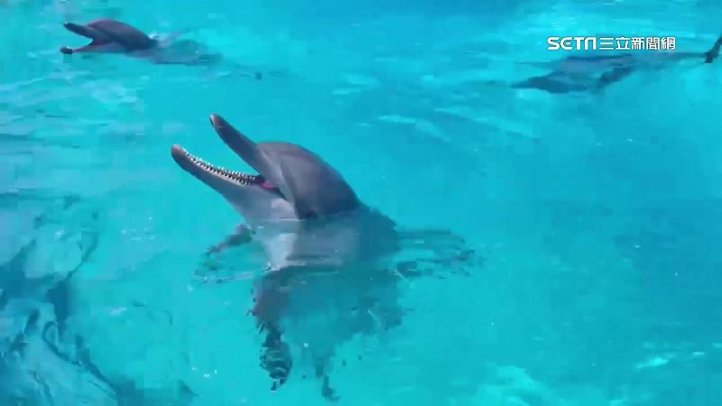 海豚秀劃句點　動物展演法「禁鯨豚表演」