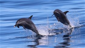 花蓮振興農粉幣將上路  賞鯨業者推優惠花蓮賞鯨業者共同推出促銷活動，7月1日起遊客持價值新台幣250元的農粉幣，只要再支付299元現金，就可以體驗市價900元賞鯨之旅。圖為海豚躍出海面。（多羅滿賞鯨提供）中央社記者張祈傳真  113年6月29日