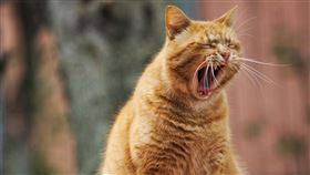 貓奴,攻擊,放任,咬傷,賠償