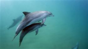 日本,海豚,攻擊,性侵,人類,阿玲（圖／美聯社／達志影像）