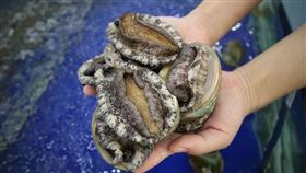 ▲鮑魚。（圖／翻攝自pixabay）