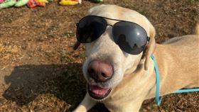 可愛的拉布拉多是多功能的工作犬。圖/取自高雄市消防局特搜中隊搜救犬隊臉書