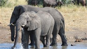 大象，水牛，非洲野生動物（圖／PIXABAY）