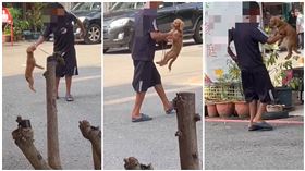 牽繩,代理人,男童,台中市,動保處