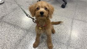 台中市東區，國小男童當街虐狗，動保處，已帶回狗狗(圖／中市動保處提供)