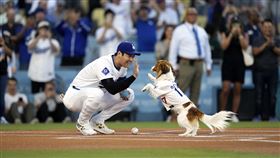 ▲大谷翔平和愛犬Decoy賽前開球。（圖／美聯社／達志影像）
