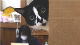 日公司雇11隻貓咪員工（圖／翻攝自Qnote Inc.官網）