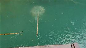 日月潭，魚虎球， 電撈移除560尾幼魚，數量大幅減少，(圖／翻攝畫面)