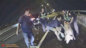 台中,台74,豬,跳車,求生慾,圍捕（圖／翻攝畫面）