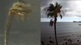 鹿兒島椰樹君（圖／翻攝自X平台＠himachaaaaaaaaa）