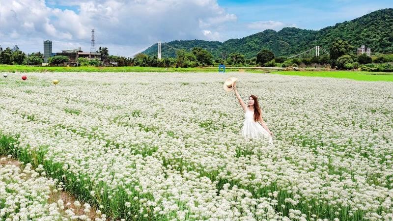 桃園「九月雪」浪漫韭菜花海超好拍！