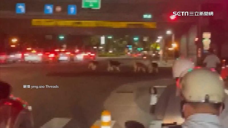遛狗沒牽繩衝車陣　騎士怕爆：撞到算誰的