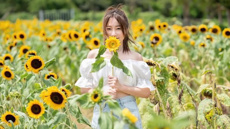 桃園千坪金黃色「向日葵花海」正好拍