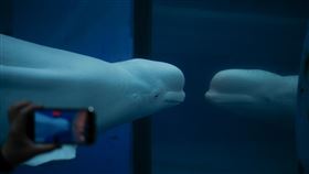 海生館白鯨巴布國立海洋生物博物館現在剩3隻白鯨，由於白鯨巴布與另外2隻白鯨較不合，放一起會被咬傷，因此展示時通常為單獨1隻。中央社記者黃郁菁攝  113年8月25日