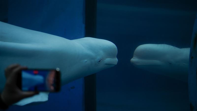 俄國「間諜白鯨」走了？挪威海域發現屍體