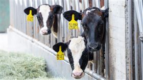 工研院乳牛3D體態辨識系統  胖瘦分級精準快速工研院22日宣布成功開發「乳牛3D體態辨識系統」，透過AI技術精準快速掌握乳牛胖瘦分級，調整最佳飼育配方，提高照顧效率。（工研院提供）中央社記者張榮祥台南傳真  113年8月22日