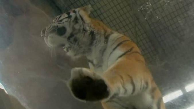 澳洲樂園老虎咬人！女飼養員肩臂重傷