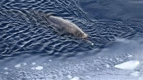 總是長時間潛入海底深處的「深海隱士」亞諾氏瓶鼻鯨驚喜現蹤。（翻攝自André Meijboom專頁）