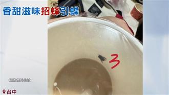 很純？喝飲料加咖啡凍　杯裡竟有4隻蜜蜂