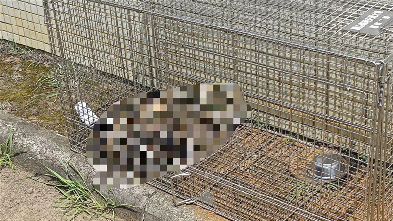 遭虐？陽交大誘捕籠有貓屍　肚破還長蛆