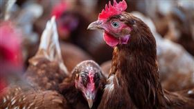 ▲雞（圖／翻攝自pixabay）