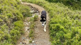 一隻哈士奇日前在南湖山區被拍到獵捕小野豬畫面後爆紅，據了解，該隻哈士奇為登山口旁一名接駁車業者所飼養的家狗，經常跑到山上閒晃、打獵，有民眾擔心牠會威脅到生態保護區內的野生動物。太魯閣國家公園管理處指出，警方已前往調查，如確認違法屬實，將依國家公園法規定開罰。